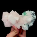 specimen video