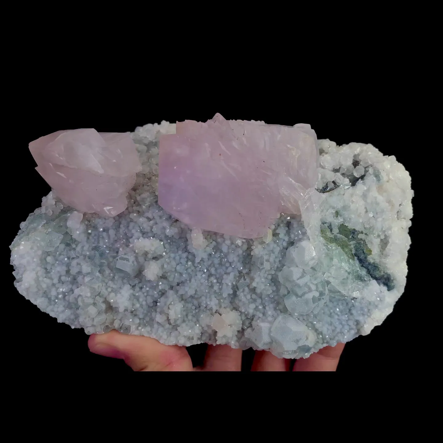 specimen video