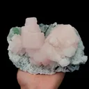 specimen video