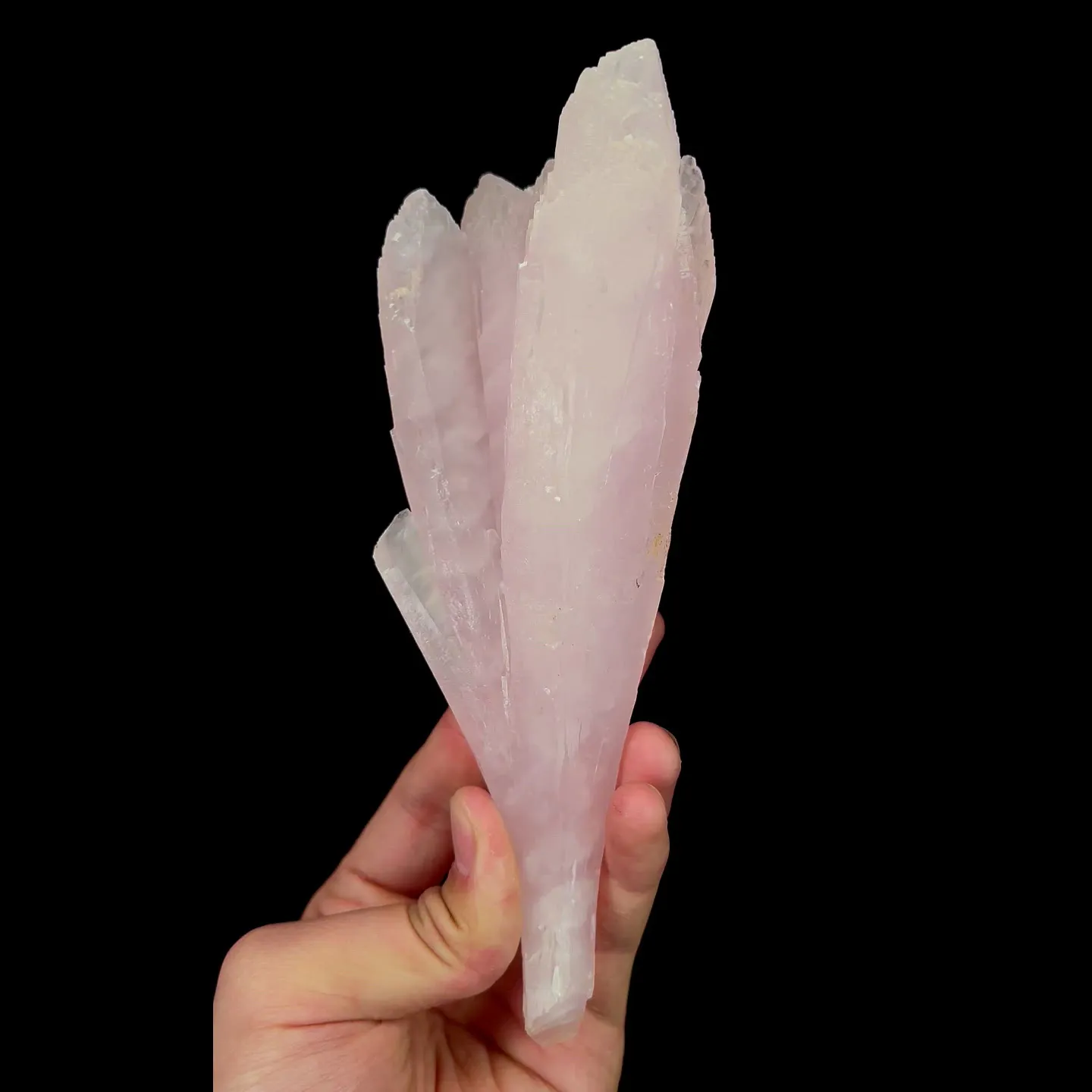 specimen video