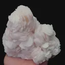 specimen video
