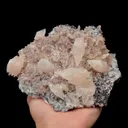 specimen video