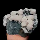 specimen video