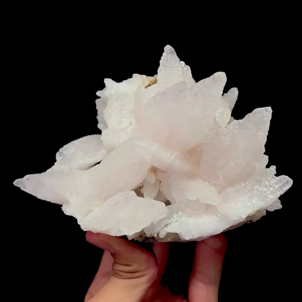 specimen video