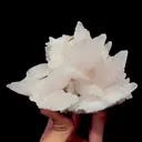 specimen video