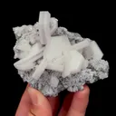 specimen video