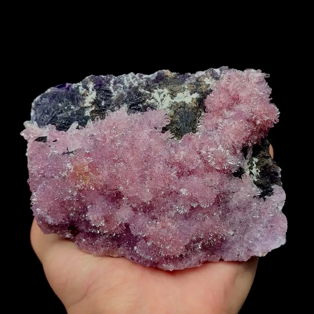 specimen video