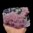 specimen video