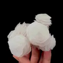 specimen video
