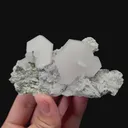 specimen video