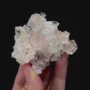 specimen video