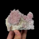 specimen video