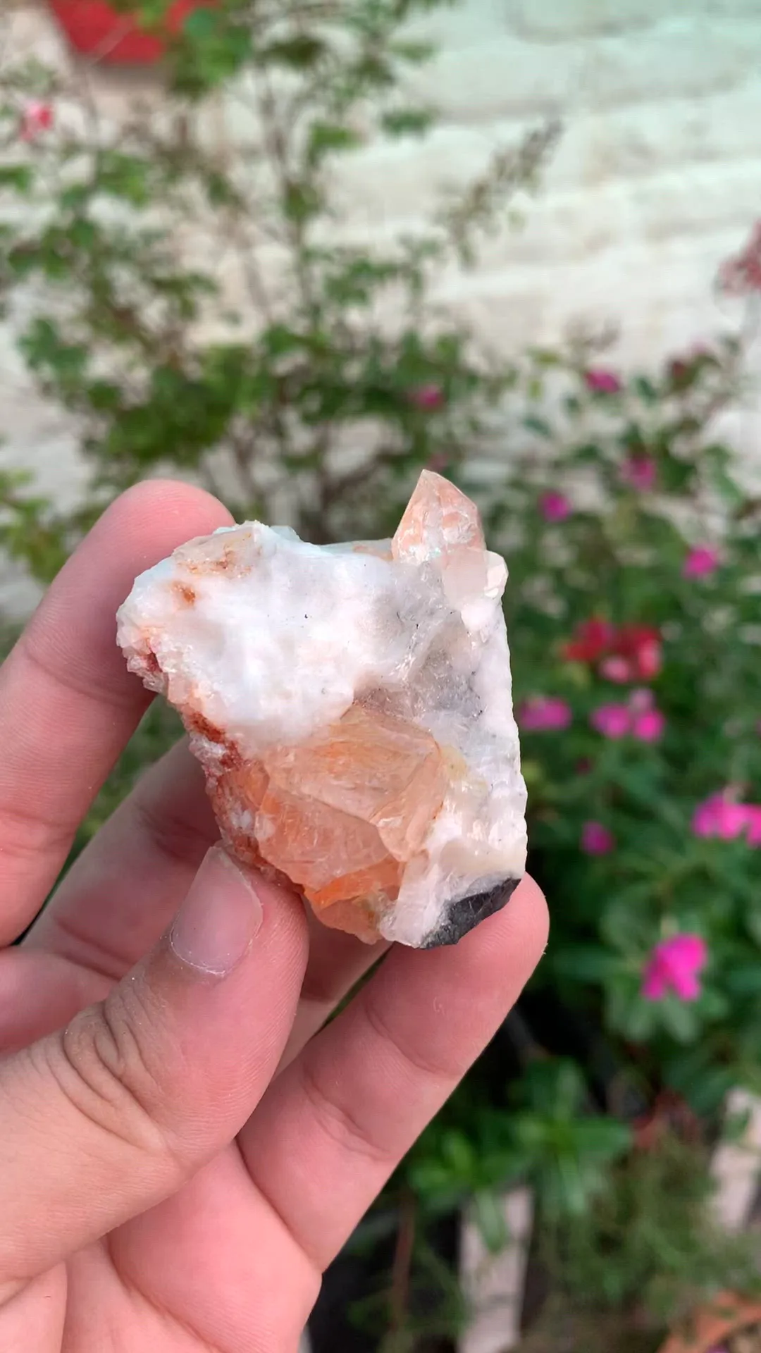 specimen video