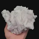 specimen video