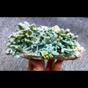 specimen video