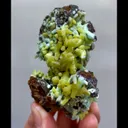specimen video