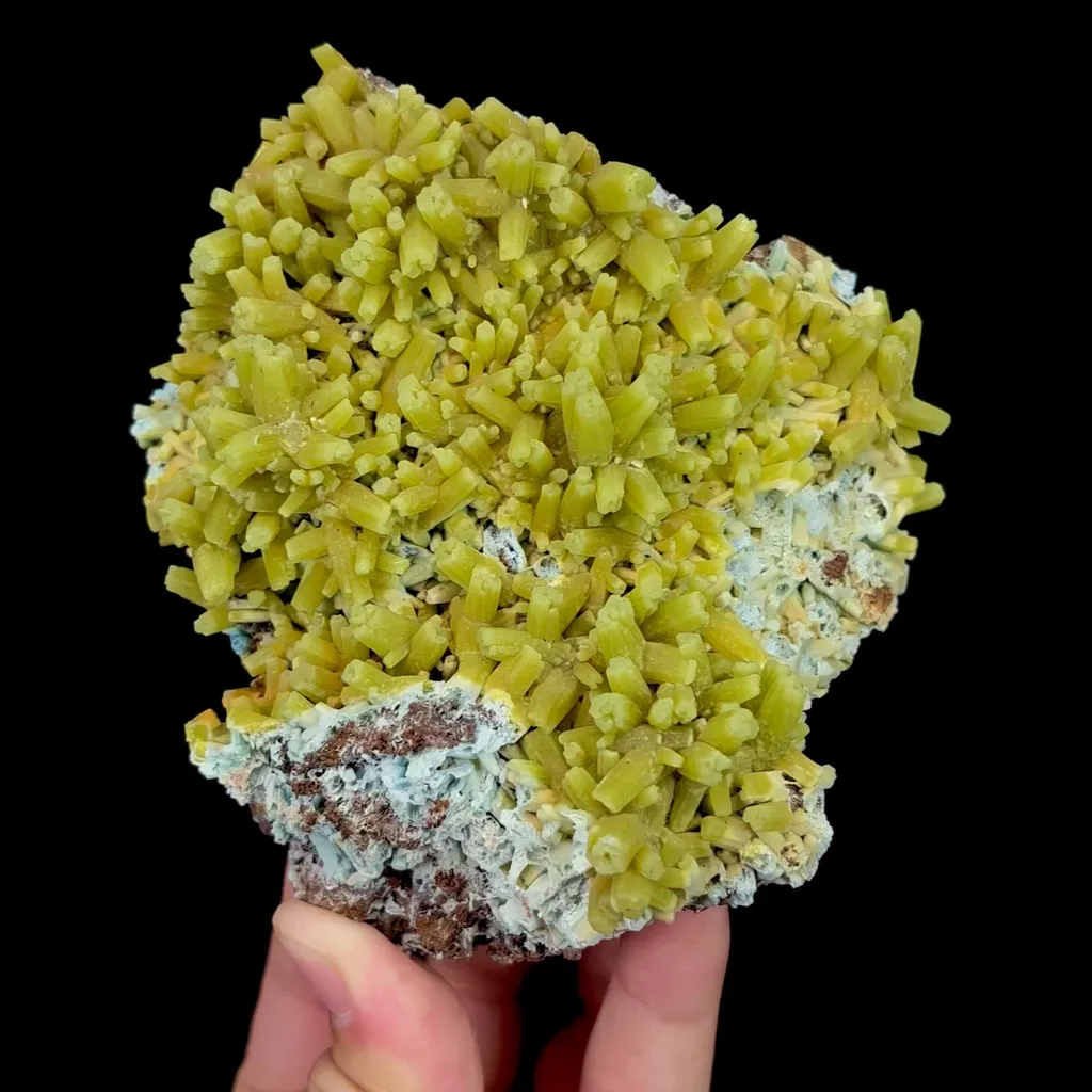 specimen video