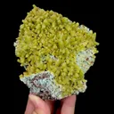 specimen video