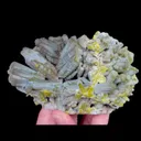 specimen video