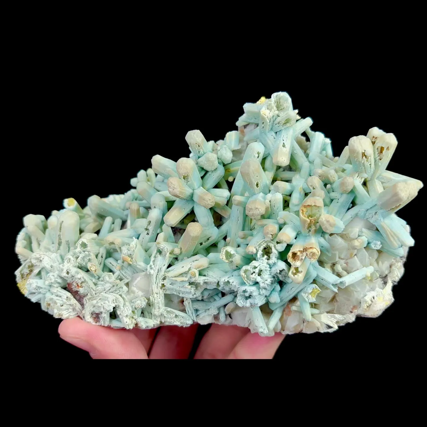 specimen video