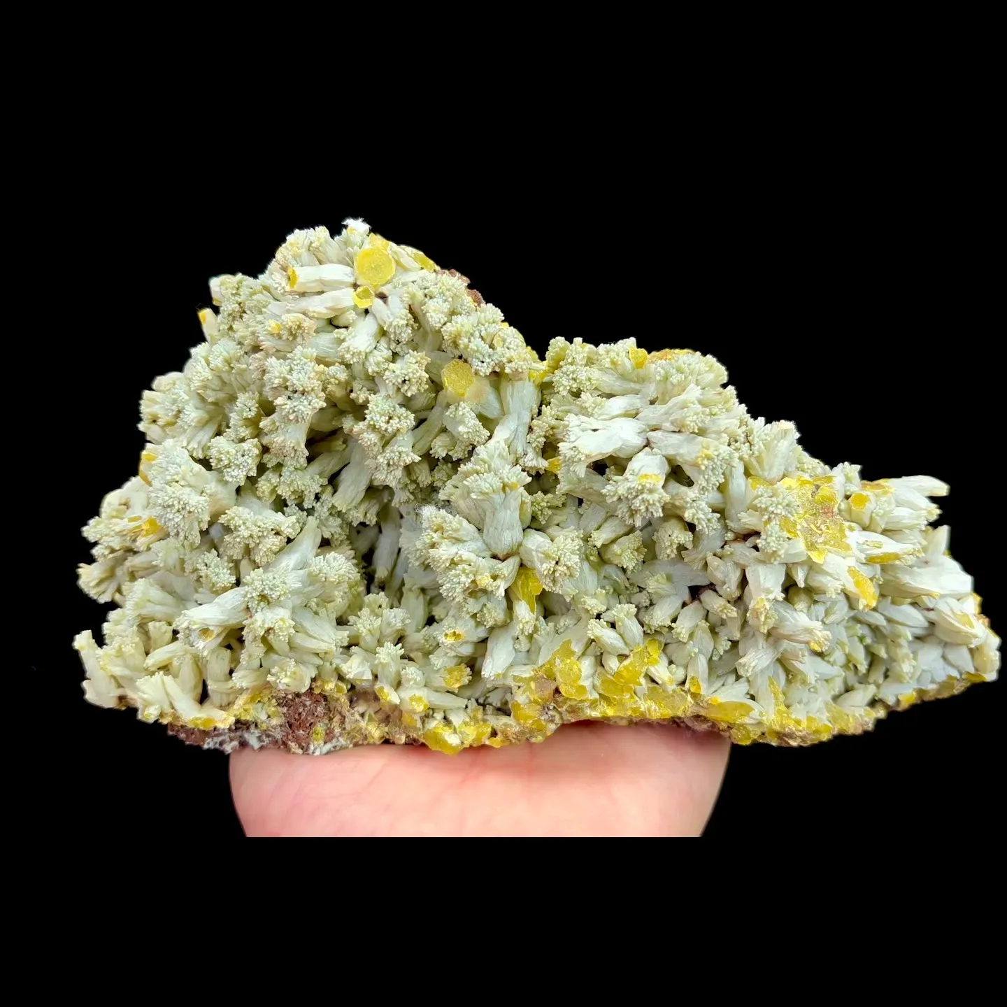 specimen video