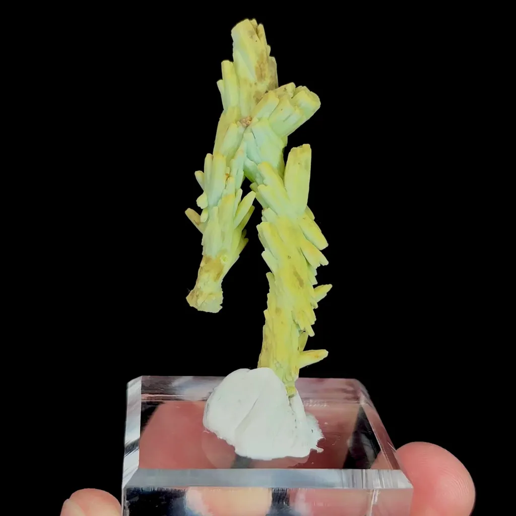specimen video
