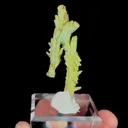 specimen video