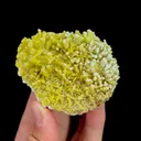 specimen video