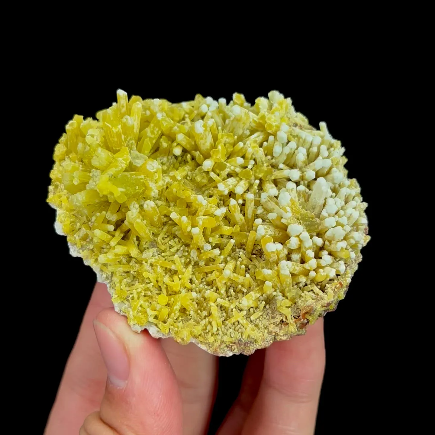 specimen video