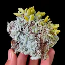 specimen video
