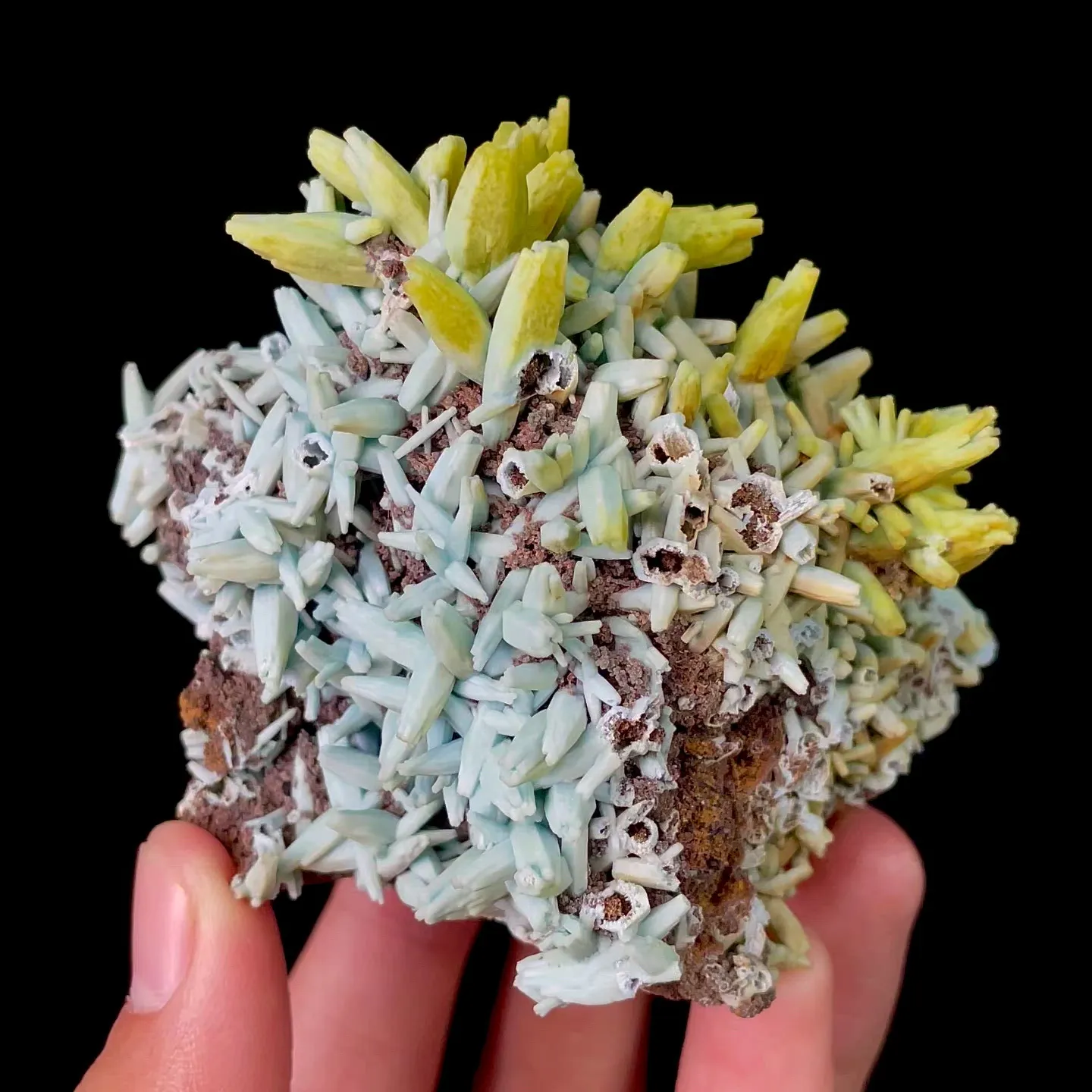 specimen video