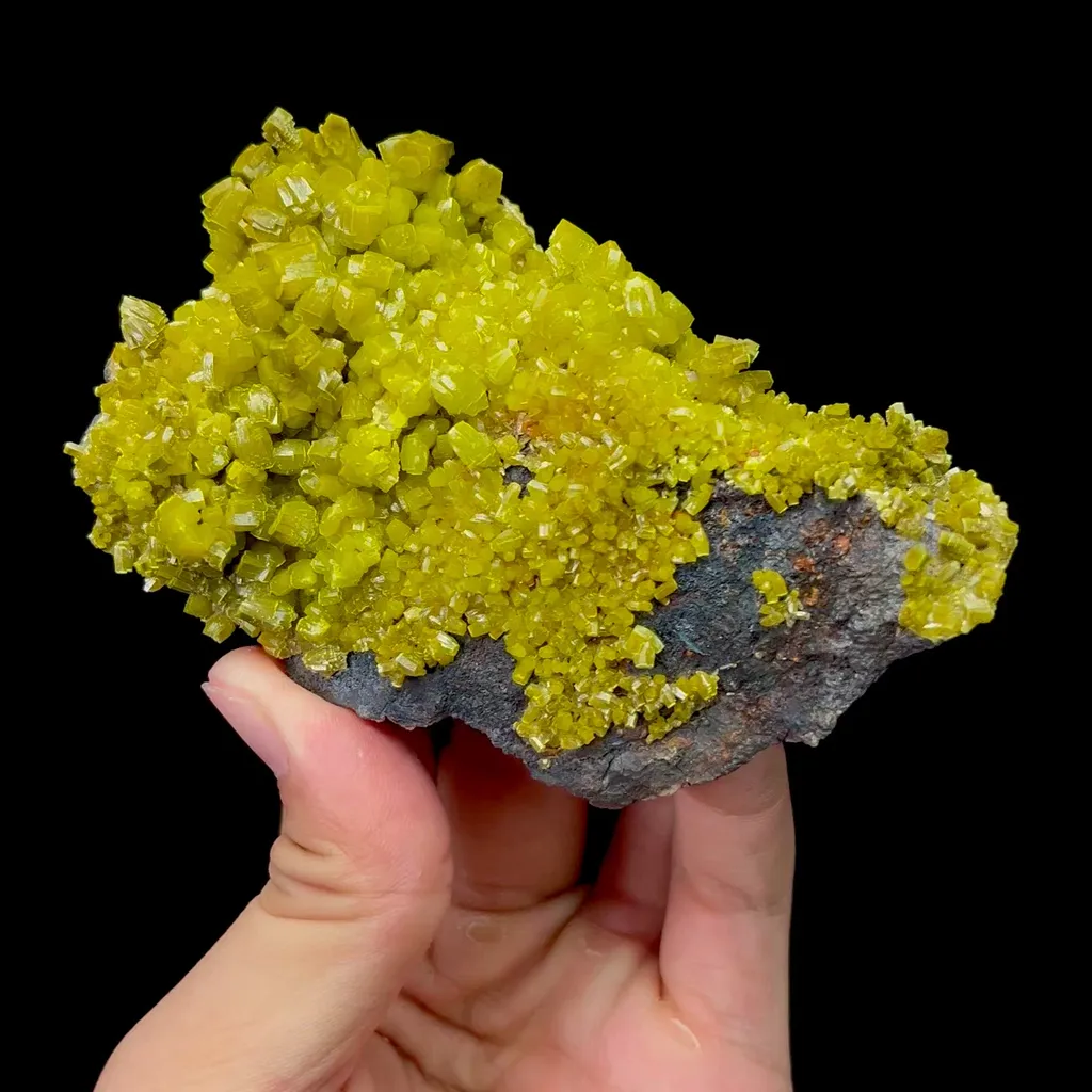 specimen video