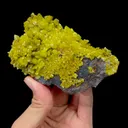 specimen video