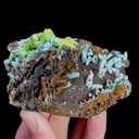 specimen video