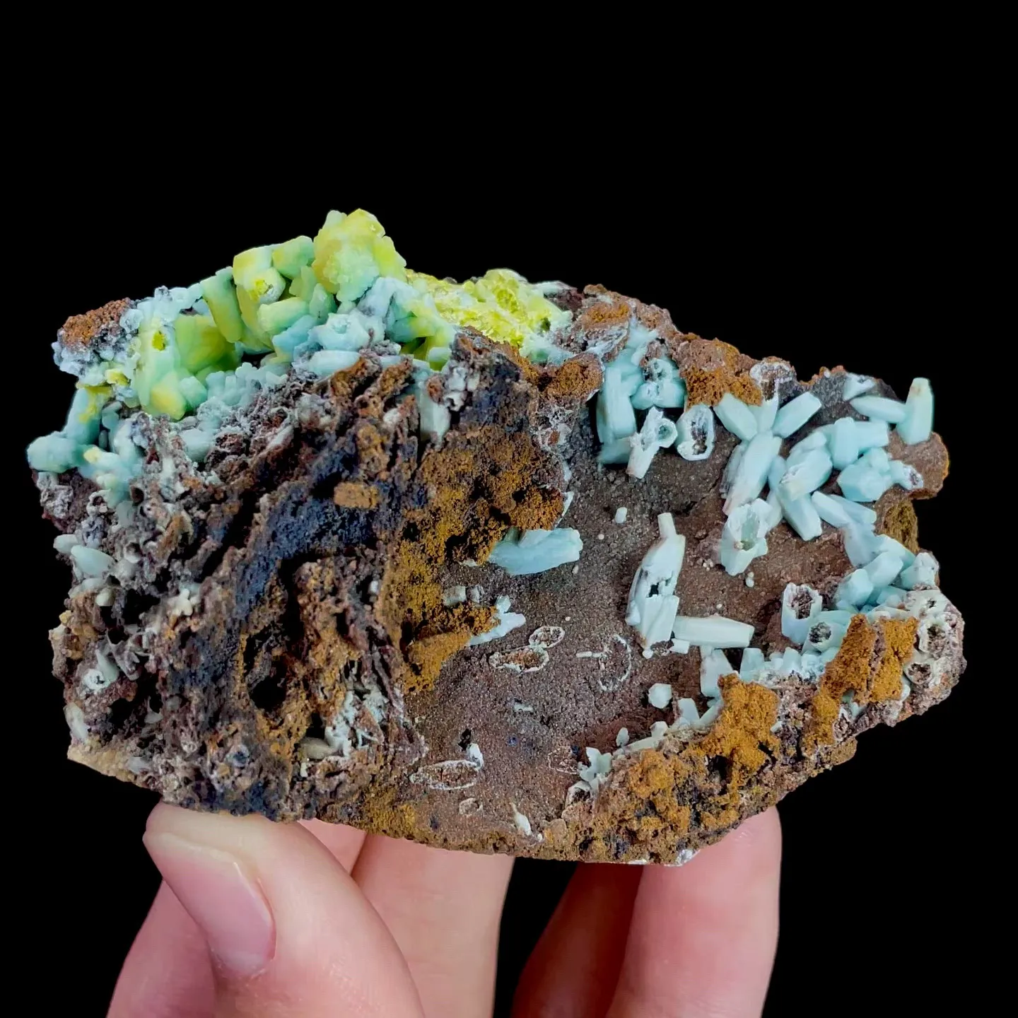 specimen video