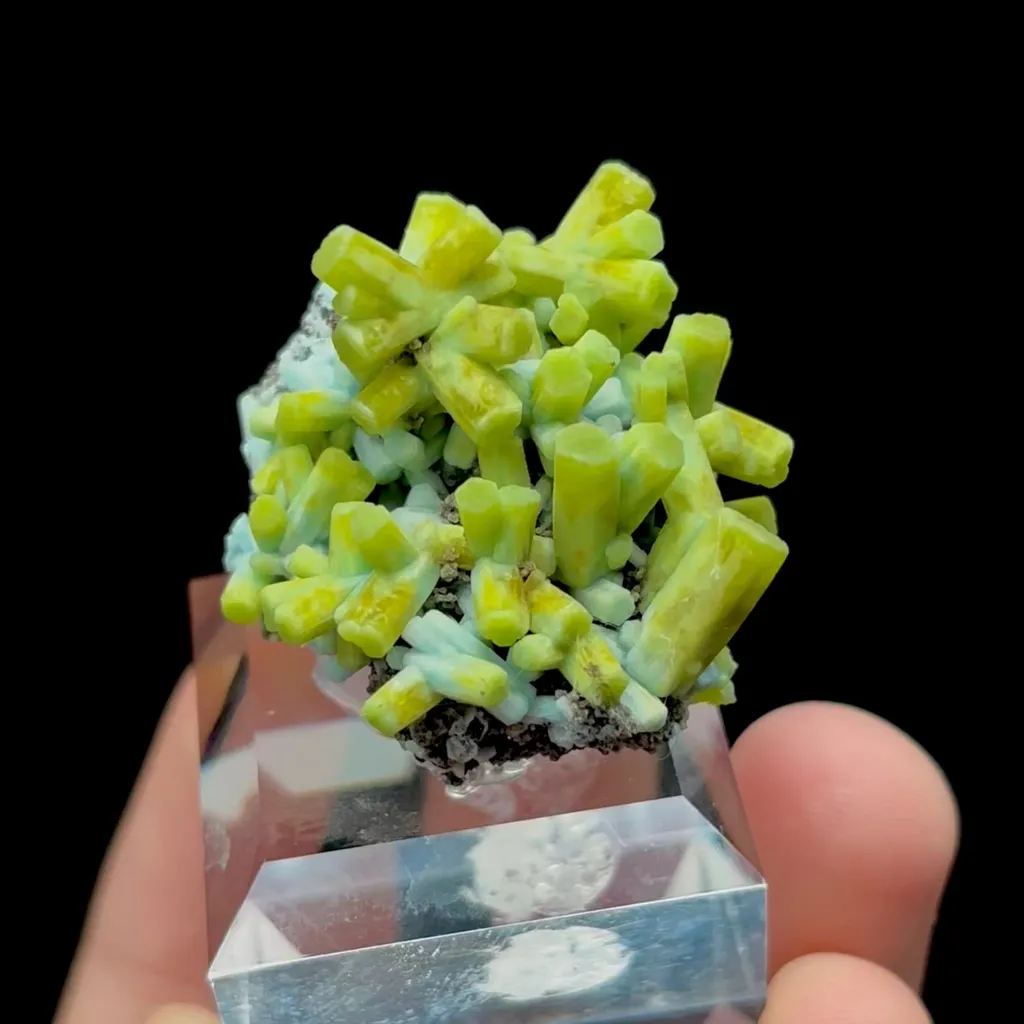 specimen video