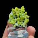 specimen video