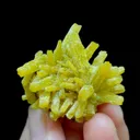 specimen video