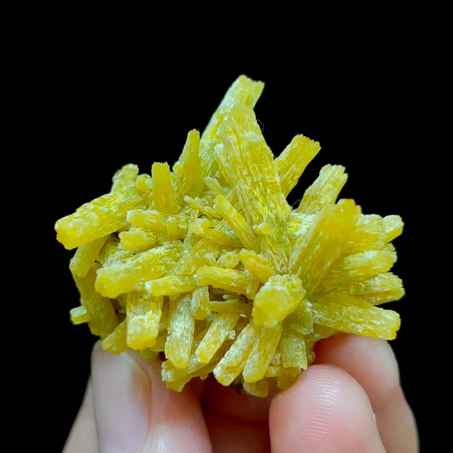 specimen video