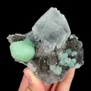 specimen video