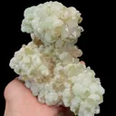specimen video