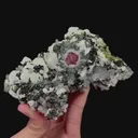 specimen video