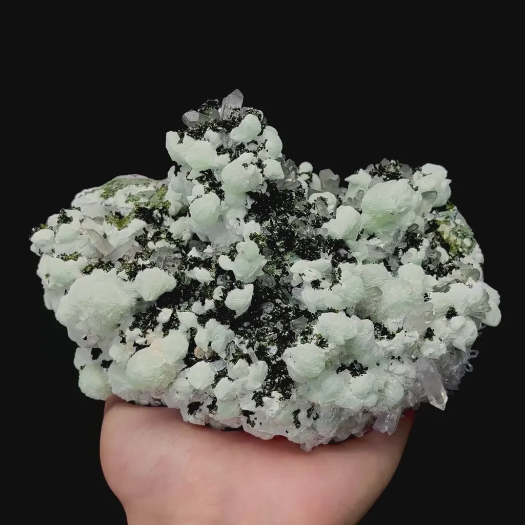 specimen video