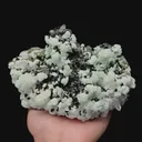 specimen video