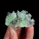 specimen video