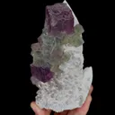 specimen video