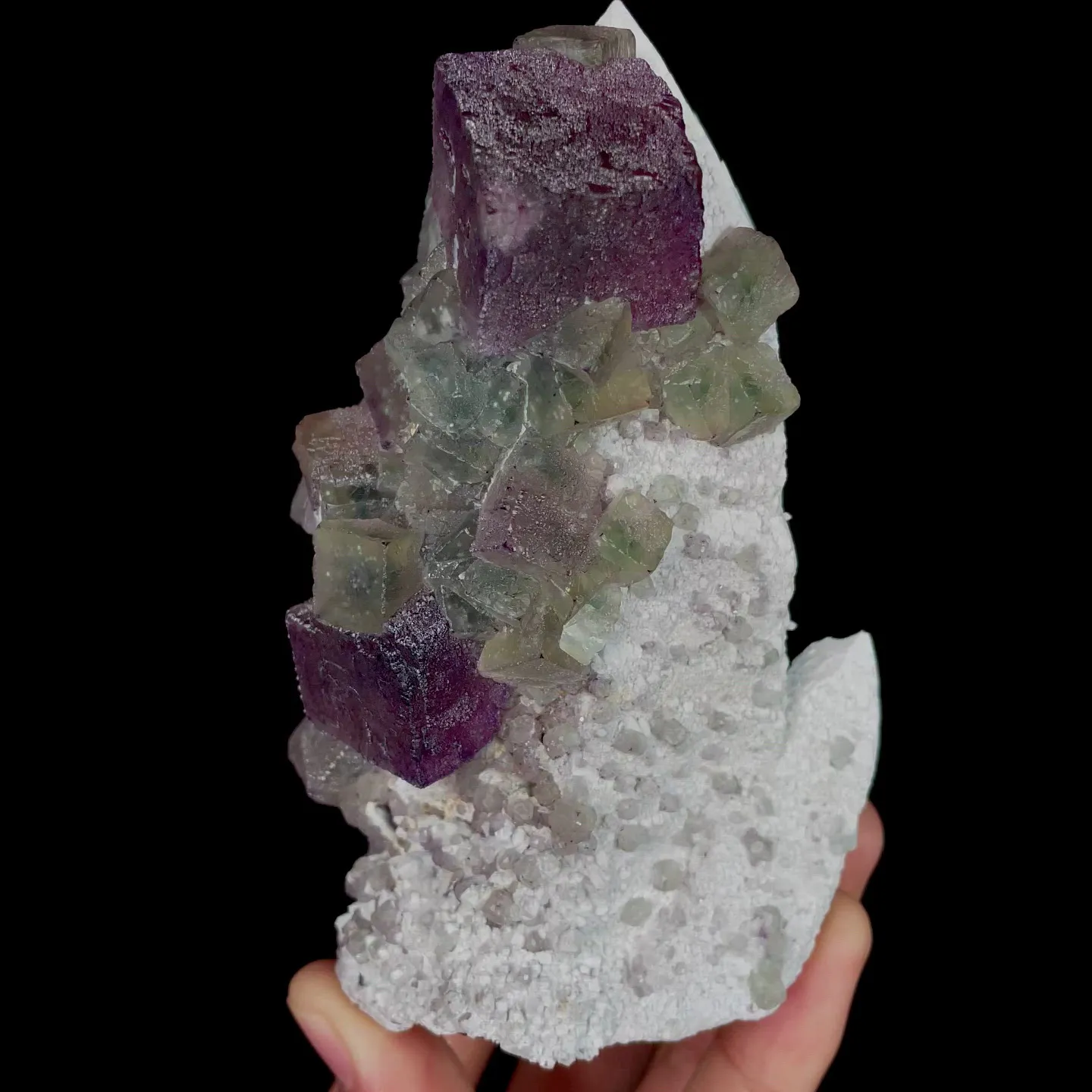 specimen video