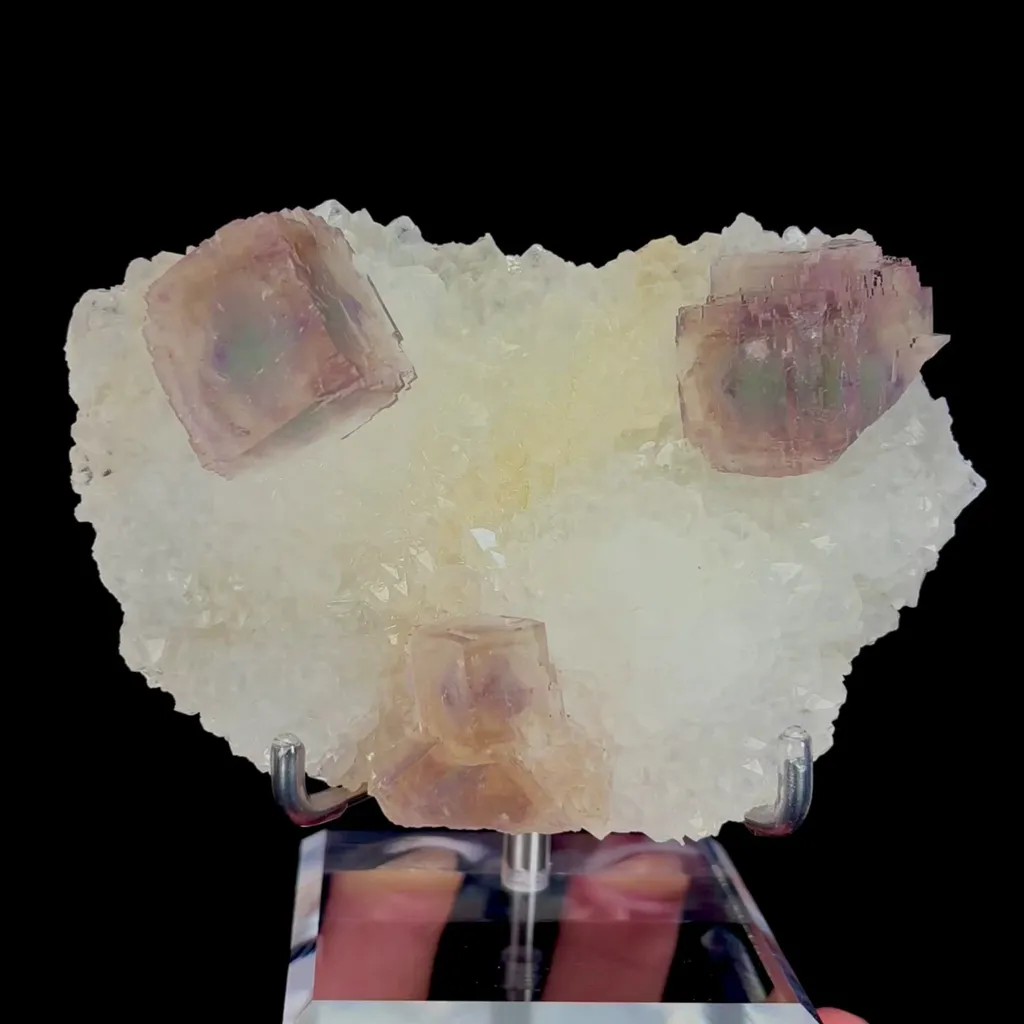 specimen video
