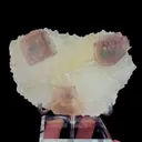specimen video