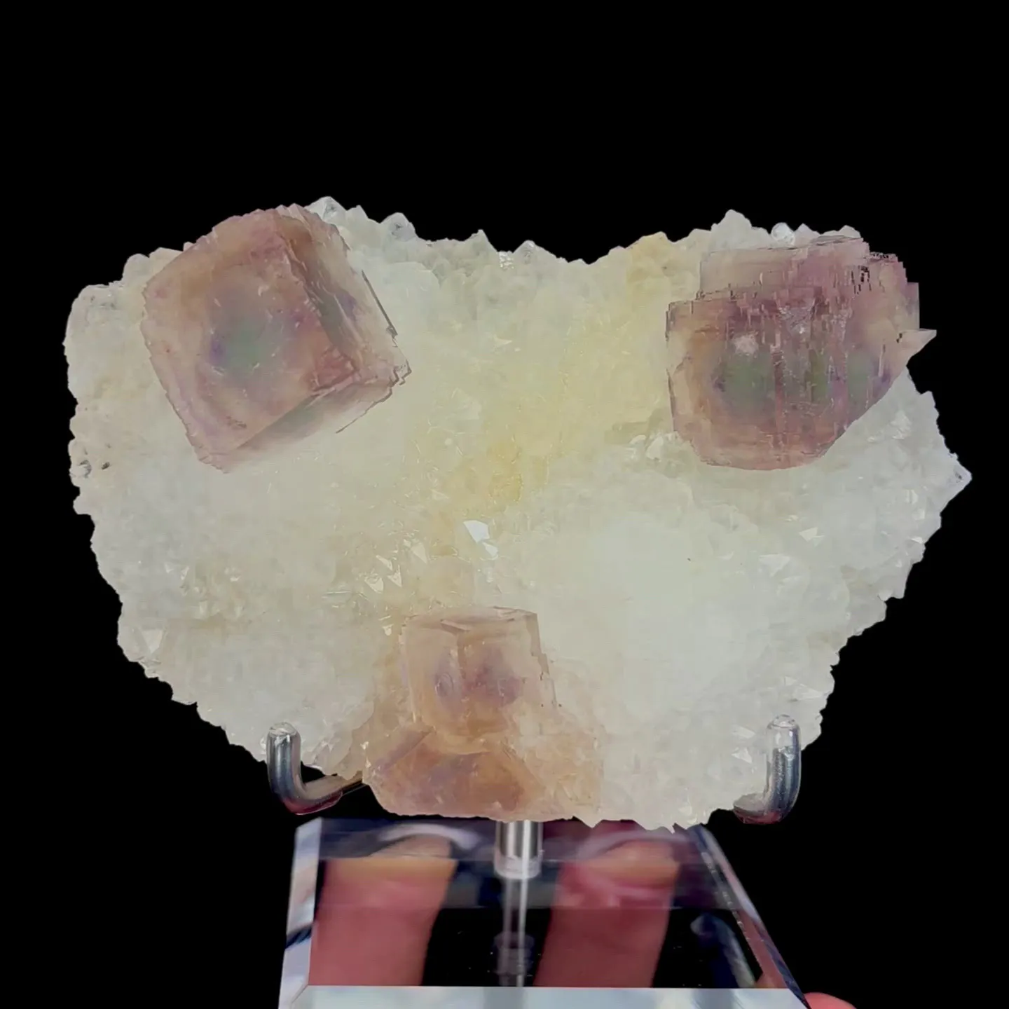 specimen video